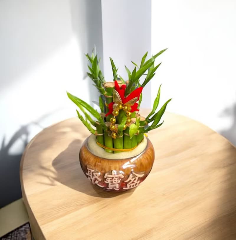 【開運竹】水植盆栽 開幕新居喬遷送禮居家店面擺設