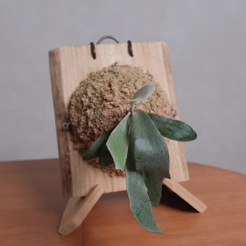 檸檬鹿角蕨/鹿角蕨/上板植物