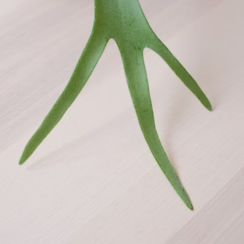 檸檬鹿角蕨/鹿角蕨/上板植物
