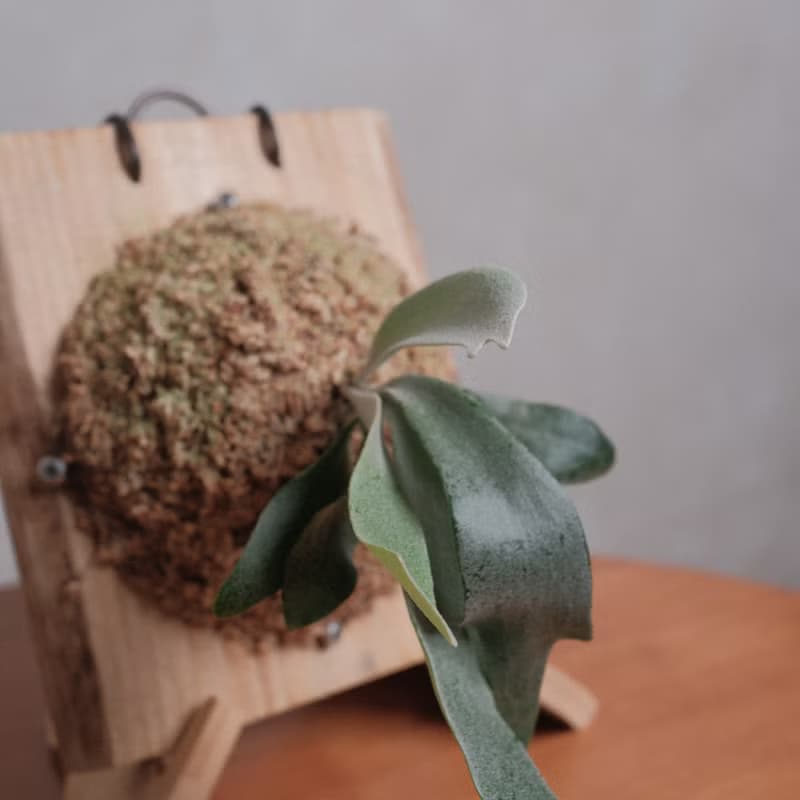 檸檬鹿角蕨/鹿角蕨/上板植物