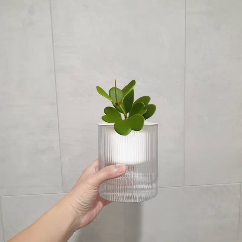 愛心形狀植物 心葉毬蘭