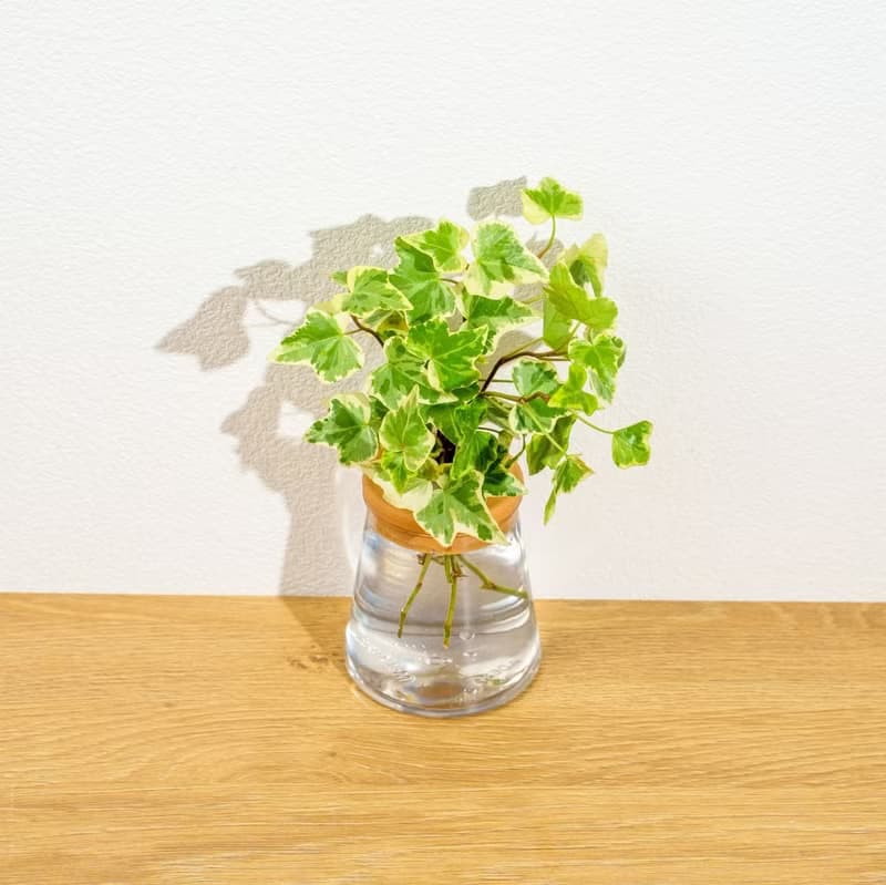 常春藤 三角水耕盆栽 室內植物 觀葉植物 禮物 水培