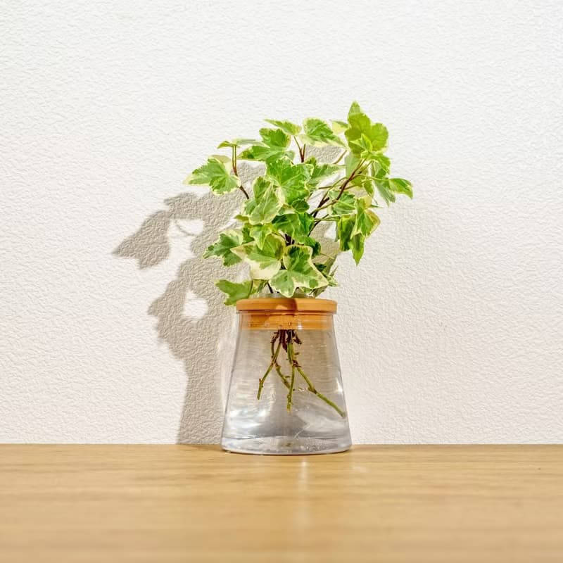 常春藤 三角水耕盆栽 室內植物 觀葉植物 禮物 水培