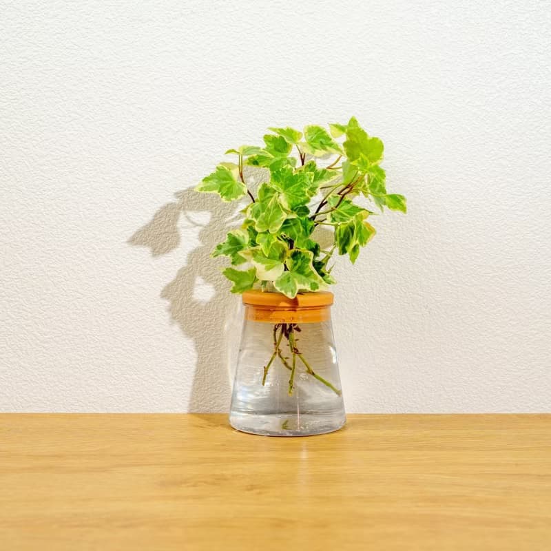 常春藤 三角水耕盆栽 室內植物 觀葉植物 禮物 水培