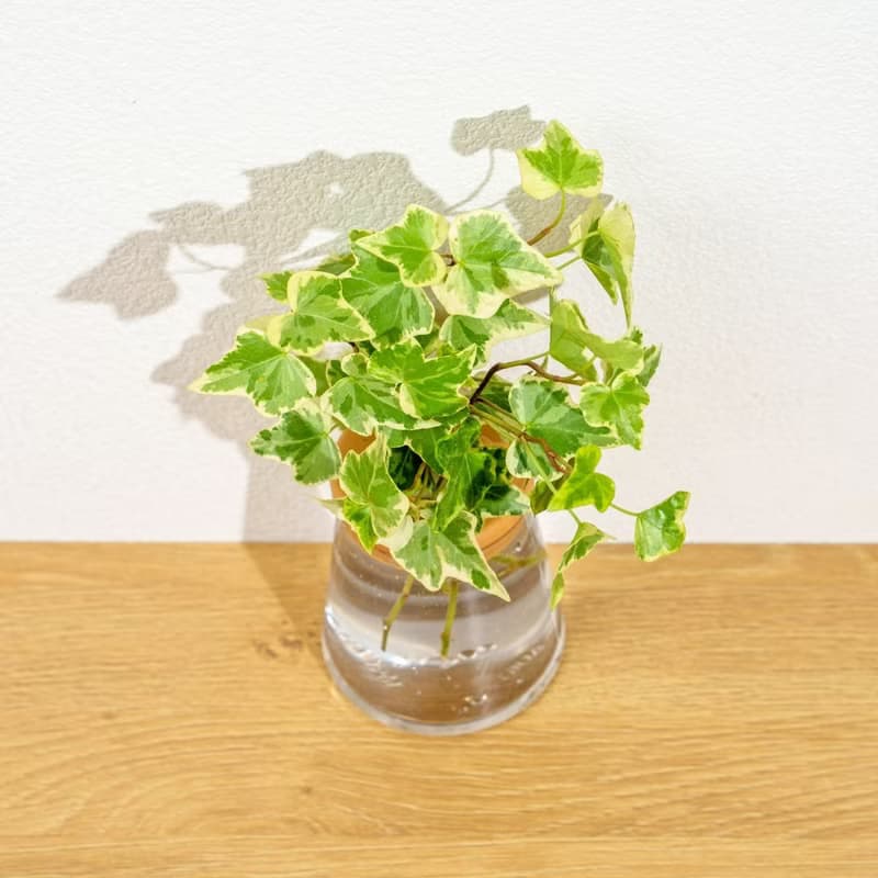 常春藤 三角水耕盆栽 室內植物 觀葉植物 禮物 水培