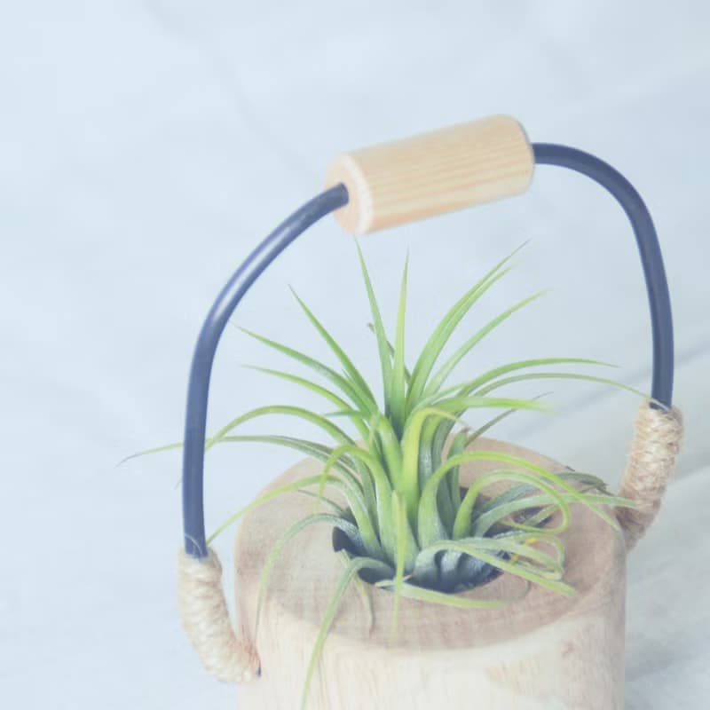 原創木作【小水桶】擴香植栽擺飾  贈一多肉植物或空氣鳳梨