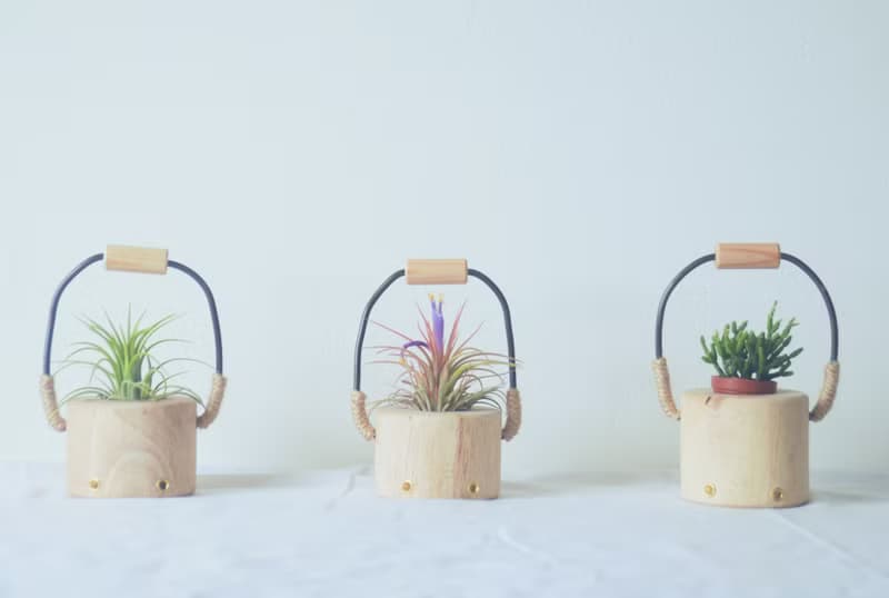 原創木作【小水桶】擴香植栽擺飾  贈一多肉植物或空氣鳳梨