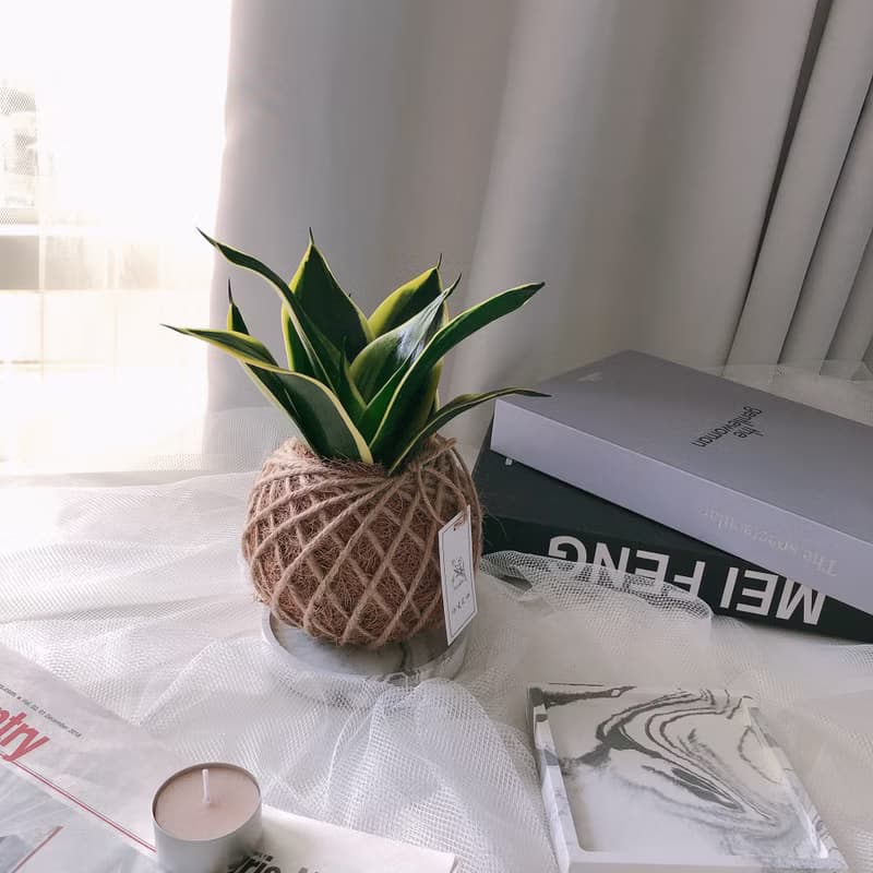 小苔球 虎尾蘭 植栽 淨化空氣 辦公桌植栽