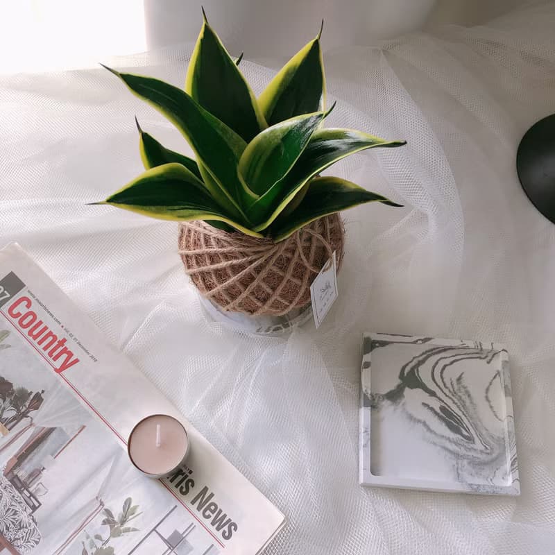 小苔球 虎尾蘭 植栽 淨化空氣 辦公桌植栽