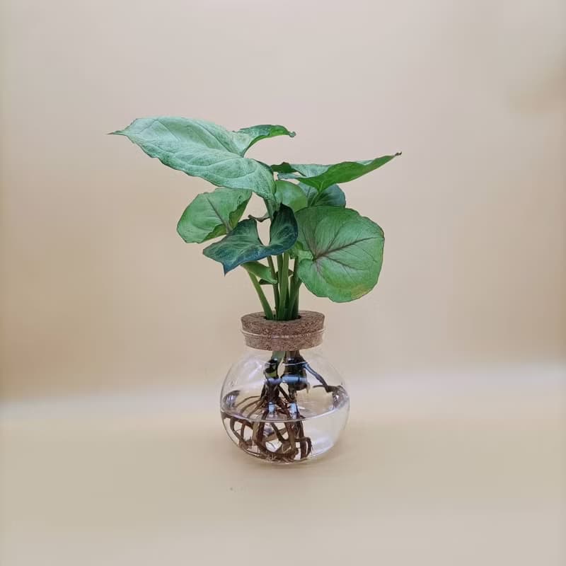 水培植物  合果芋 水蜜桃合果芋 懶人植栽 玻璃圓瓶 室內植栽
