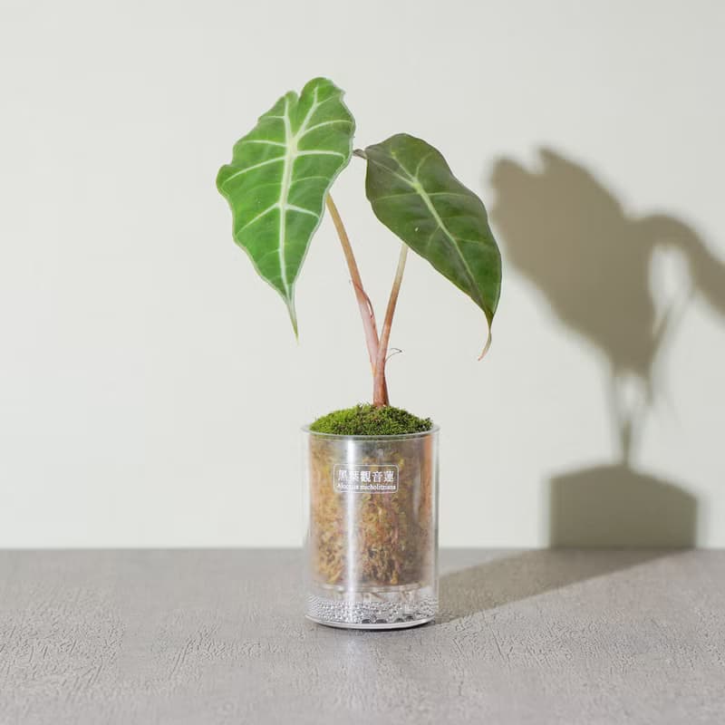 【觀葉植物】黑葉觀音蓮 金芋合果芋 室內 仿石盆器 | 蒔光