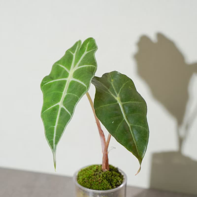 【觀葉植物】黑葉觀音蓮 金芋合果芋 室內 仿石盆器 | 蒔光