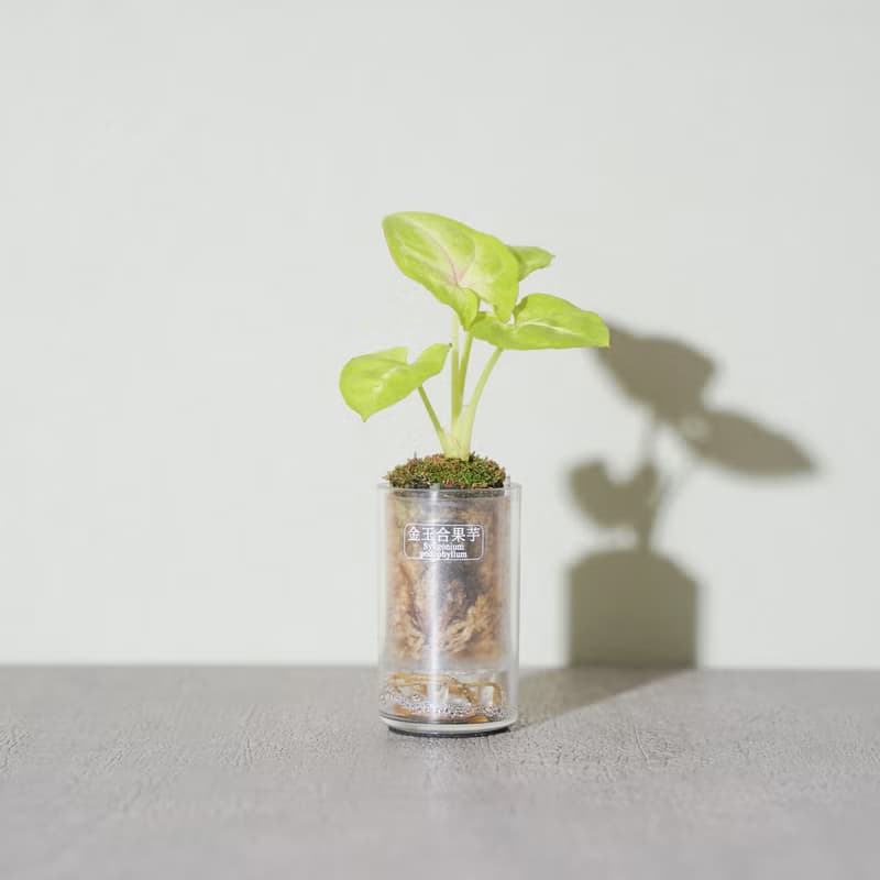 【觀葉植物】黑葉觀音蓮 金芋合果芋 室內 仿石盆器 | 蒔光