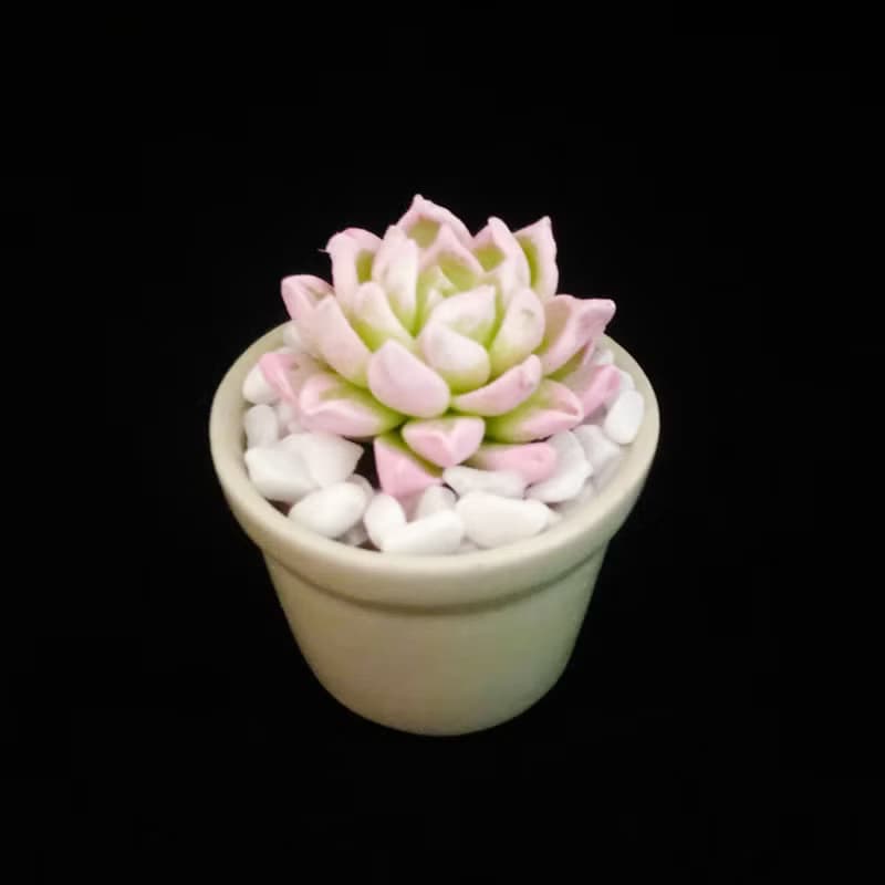 黏土多肉植物 — 月影石蓮花Echeveria elegans ' alba