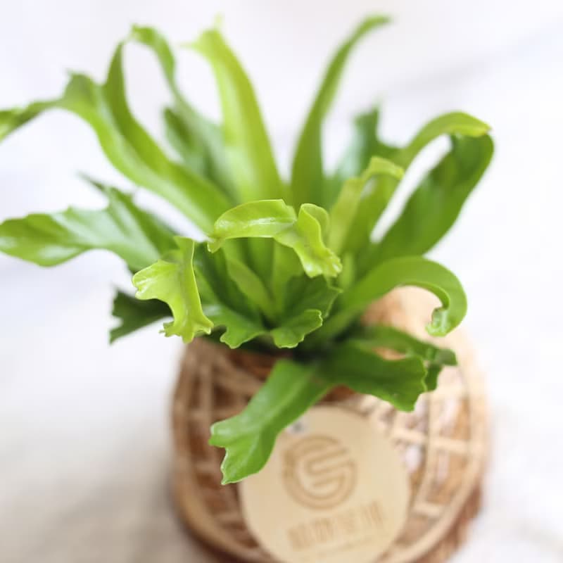 自然系植栽/PD115*鹿角山蘇/小苔球/年節花禮/開幕花禮