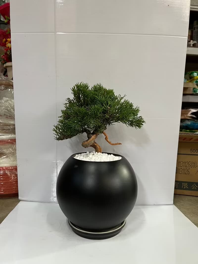 【專人雕塑】真柏 盆栽 送禮開幕新居喬遷升官送禮自用擺設