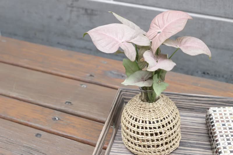 水培植栽 l 粉紅佳人_室內植物 辦公室盆栽 店內擺設 送禮