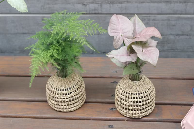 水培植栽 l 粉紅佳人_室內植物 辦公室盆栽 店內擺設 送禮