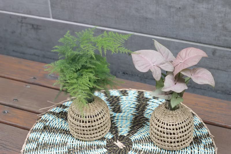 水培植栽 l 粉紅佳人_室內植物 辦公室盆栽 店內擺設 送禮