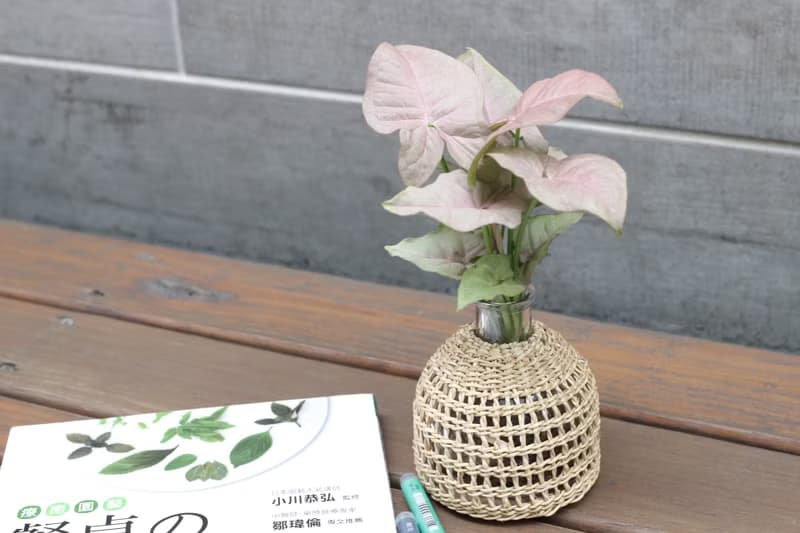 水培植栽 l 粉紅佳人_室內植物 辦公室盆栽 店內擺設 送禮
