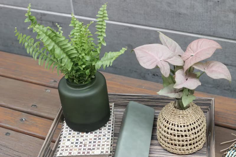 水培植栽 l 粉紅佳人_室內植物 辦公室盆栽 店內擺設 送禮