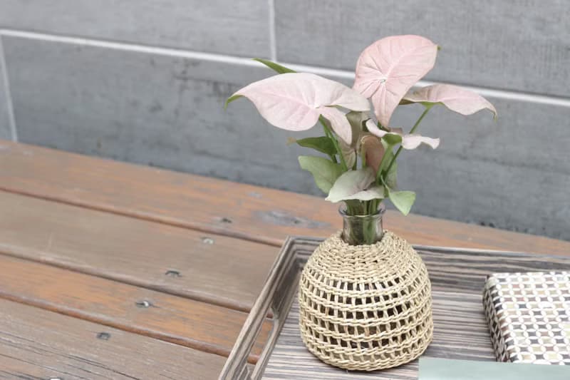 水培植栽 l 粉紅佳人_室內植物 辦公室盆栽 店內擺設 送禮