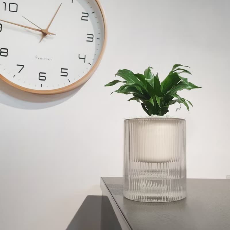 植栽 室內盆栽 阿波羅 懶人盆栽