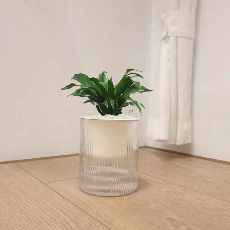 植栽 室內盆栽 阿波羅 懶人盆栽