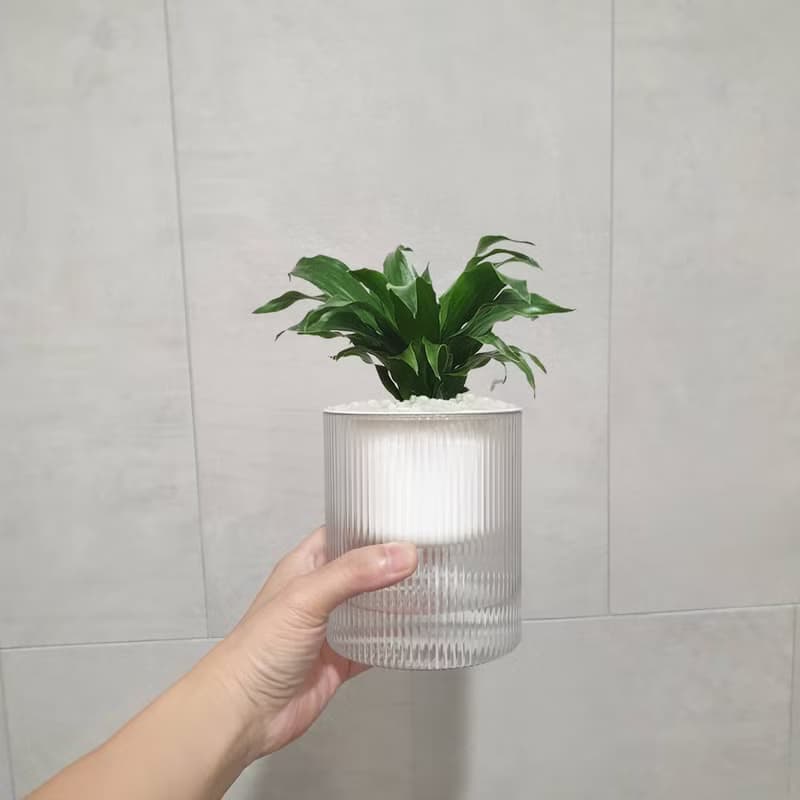 植栽 室內盆栽 阿波羅 懶人盆栽