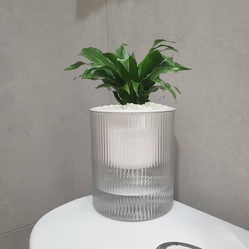 植栽 室內盆栽 阿波羅 懶人盆栽