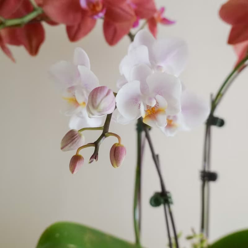 蘭花直紋盆-米白【限店面自取/台北市親送】