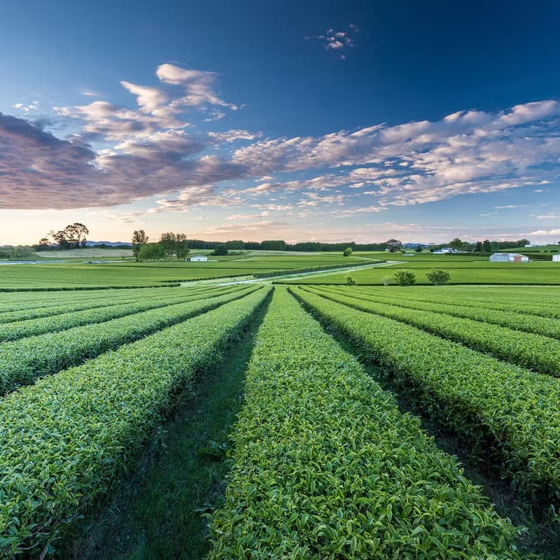 【雅璽經典茶禮 紐西蘭璽龍茶】有機茶平裝50g+烏龍茶茶包8入*2盒