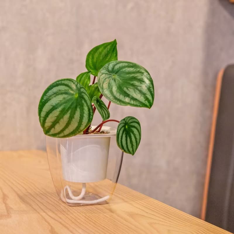 西瓜皮椒草 免澆水方形盆栽 室內植物 觀葉植物 禮物 盆栽