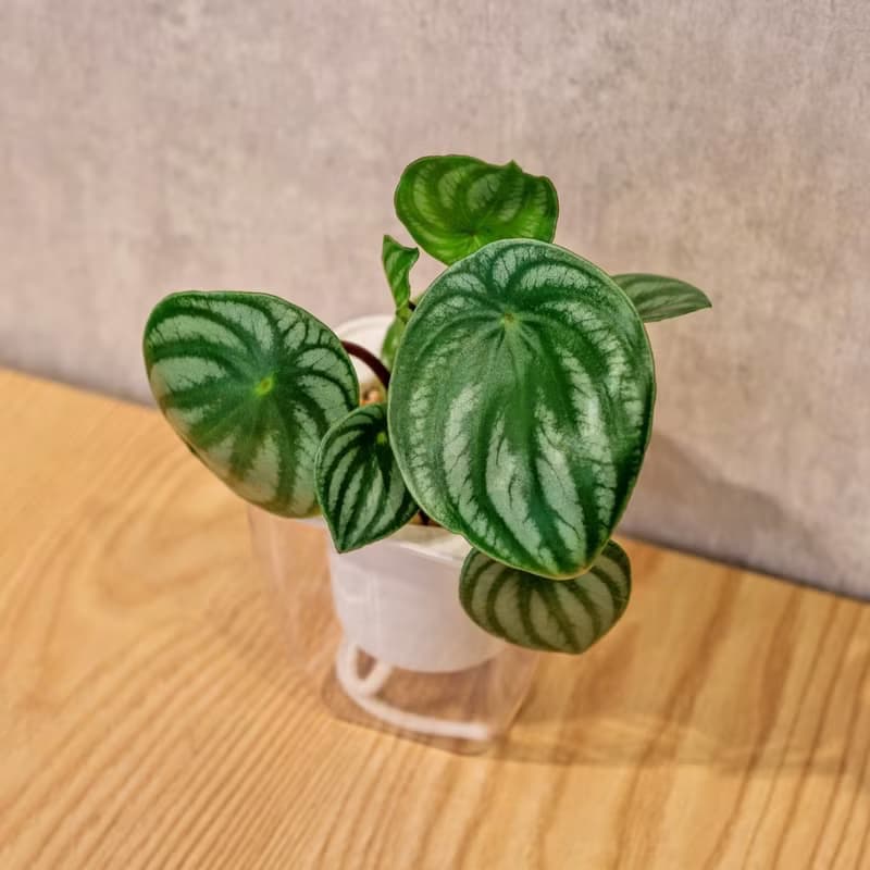 西瓜皮椒草 免澆水方形盆栽 室內植物 觀葉植物 禮物 盆栽