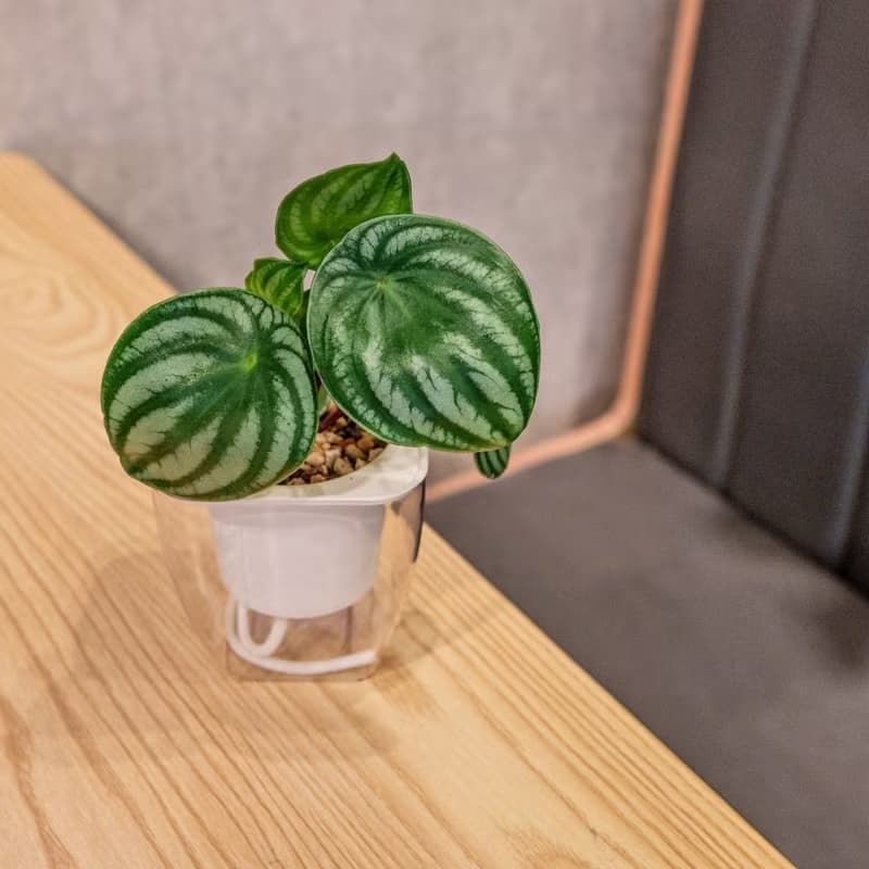 西瓜皮椒草 免澆水方形盆栽 室內植物 觀葉植物 禮物 盆栽