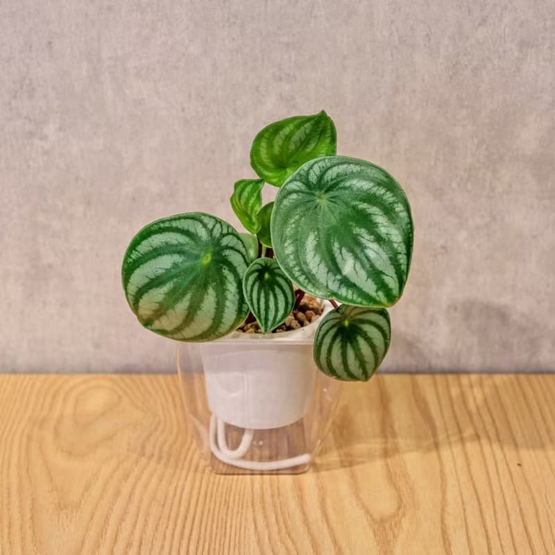 西瓜皮椒草 免澆水方形盆栽 室內植物 觀葉植物 禮物 盆栽