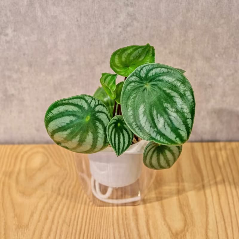 西瓜皮椒草 免澆水方形盆栽 室內植物 觀葉植物 禮物 盆栽
