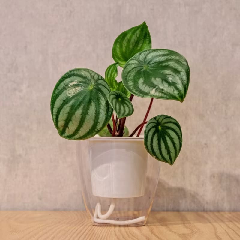西瓜皮椒草 免澆水方形盆栽 室內植物 觀葉植物 禮物 盆栽