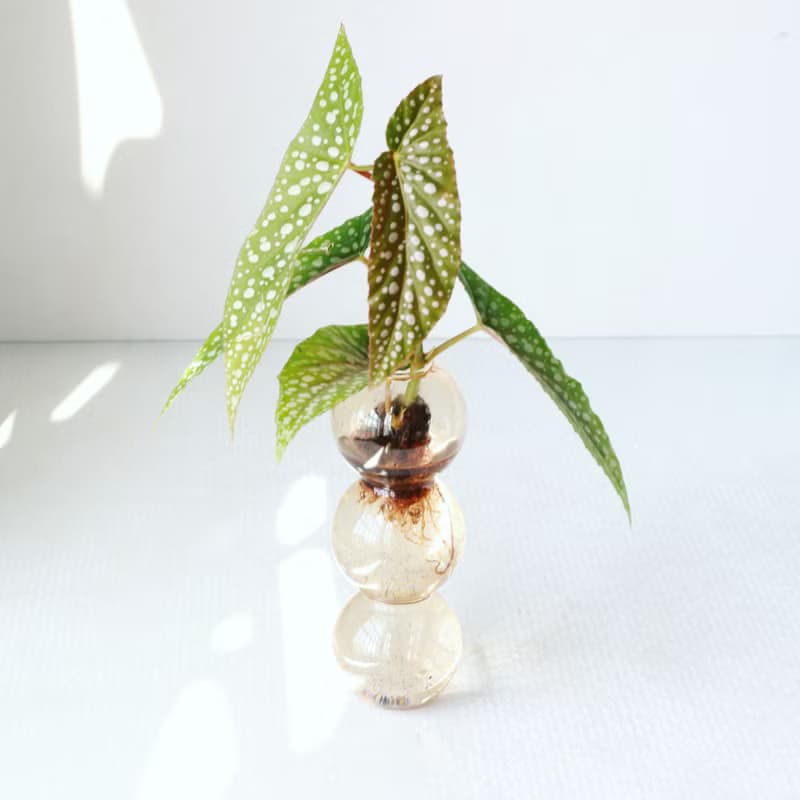 水培植栽│白冰秋海棠_室內植物  夢幻泡泡球玻璃瓶 辦公室盆栽