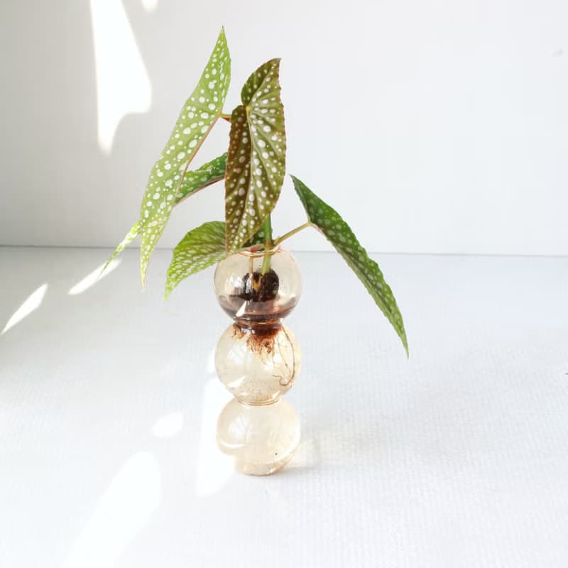 水培植栽│白冰秋海棠_室內植物  夢幻泡泡球玻璃瓶 辦公室盆栽