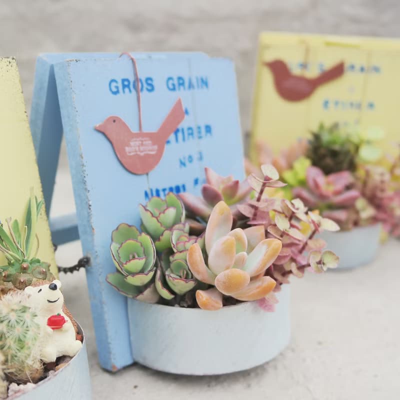 【荳荳多肉】【日式立式花牌組合】喬遷│送禮│升遷│多肉植物