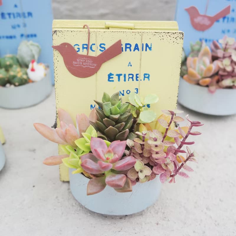 【荳荳多肉】【日式立式花牌組合】喬遷│送禮│升遷│多肉植物