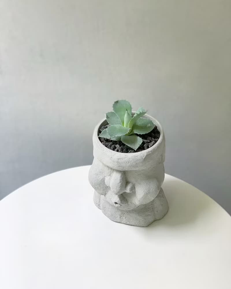 【10倍巨.免運】復活島摩艾石像-巨嘟嘟嘴盆栽/多肉/蕨類室內盆栽