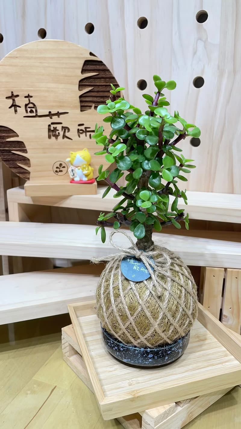 【植蕨所在】銀杏木 水苔球 室內植物 觀賞植物 開店送禮 新手植