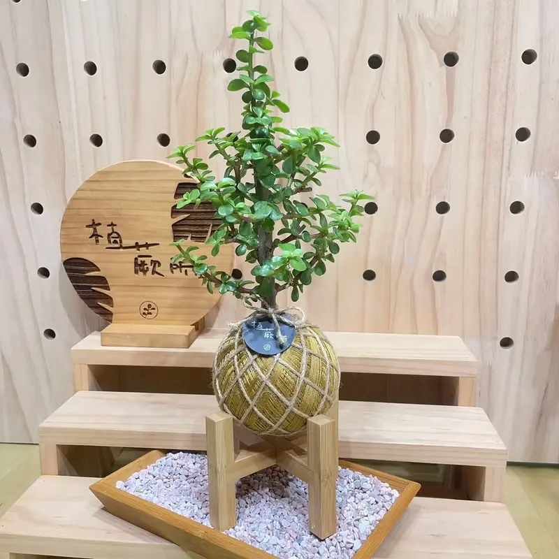 【植蕨所在】銀杏木 水苔球 室內植物 觀賞植物 開店送禮 新手植