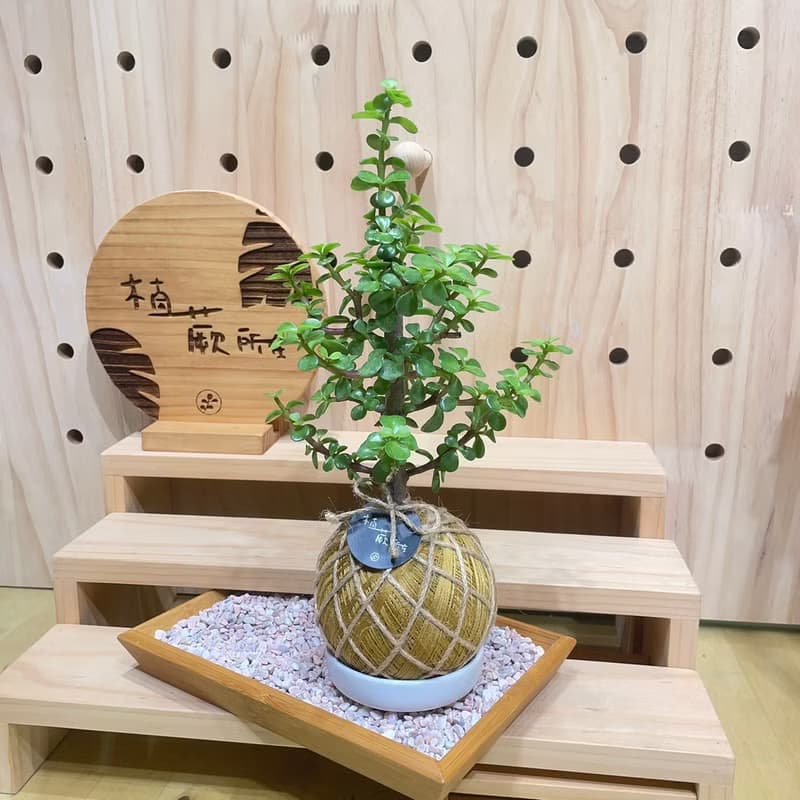 【植蕨所在】銀杏木 水苔球 室內植物 觀賞植物 開店送禮 新手植