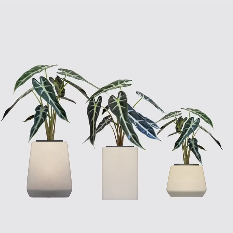 │ 方盆系列 │小仙女觀音蓮 - 觀葉 水耕植物 室內 陶瓷盆栽