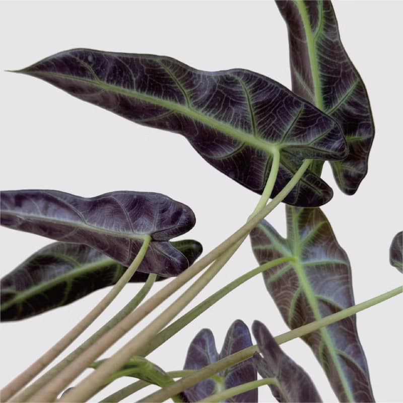 │ 方盆系列 │小仙女觀音蓮 - 觀葉 水耕植物 室內 陶瓷盆栽