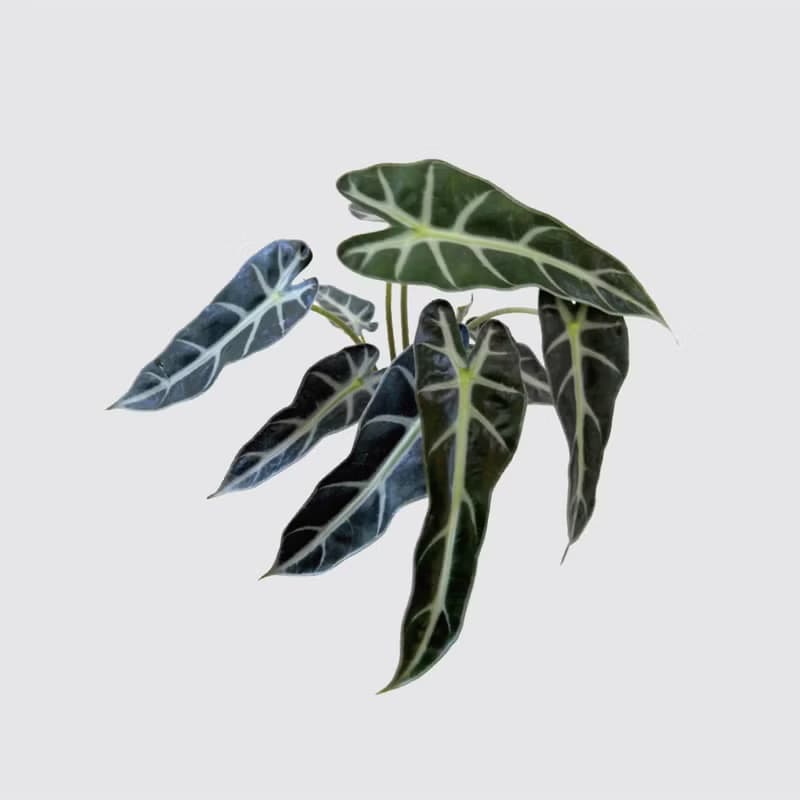 │ 方盆系列 │小仙女觀音蓮 - 觀葉 水耕植物 室內 陶瓷盆栽