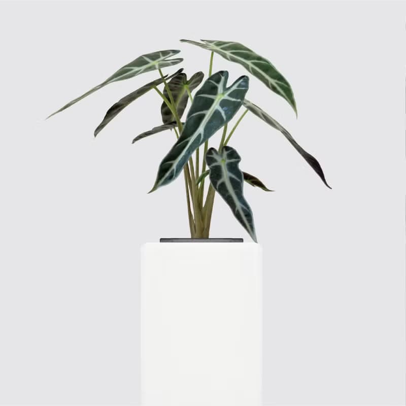 │ 方盆系列 │小仙女觀音蓮 - 觀葉 水耕植物 室內 陶瓷盆栽